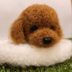  ねむねむ❤︎*.(´͈꒳`͈).*❤︎プー】トイプードルミニチュア　ハンドメイド犬雑貨
