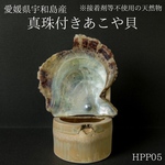 天然もの！真珠付きあこや貝（愛媛県宇和島産）