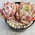 多肉植物　リトルコンチ