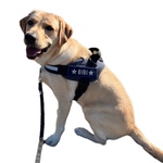 愛犬ハーネス用 デニム生地 ネームタグ（大サイズ） 【色の組合せ自由！】【刺繍ワッペン】【ネームワッペン】【Julius-K9対応】【ユリウスケーナイン】【名前入れ】【名入れ】
