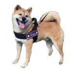 愛犬ハーネス用 ネームタグ（大サイズ） 【色の組合せ自由！】【刺繍ワッペン】【ネームワッペン】【Julius-K9対応】【ユリウスケーナイン】【名前入れ】【名入れ】