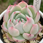 超レア品種！★チワワエンシス（旧タイプ）多肉植物 自家栽培 国産