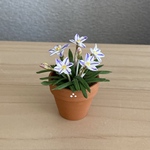 ハナニラ　花鉢
