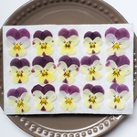 ☆押し花☆　小さめビオラD　　小花　花材　素材　レジン