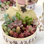 きまぐれ寄せ植え♡＊不思議の国のアリス＊多肉植物＊リメ缶ごと