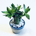 ハイドロカルチャー　キングバンブー　縁起の良い植物　小石原焼　飛びかんな　陶器　観葉植物