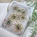 押し花 255　虹色レースフラワー　プレミアム