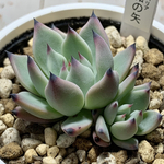 terayoshi様 追加同梱分！★紫紺の矢（2頭）多肉植物 自家栽培 国産
