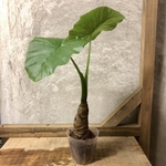 観葉植物　クワズイモ