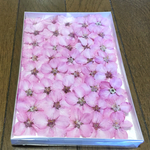桜①macoronが作った美しすぎる濃いピンクの「江戸彼岸桜」のドライフラワーに40冠‼️