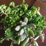 多肉植物 寄せ植え