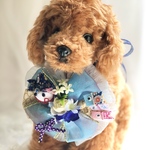犬お花チョーカー《こどもの日》　　犬用猫用アクセサリー　写真撮影　トリミング　首飾り　ヘッドアクセ　ベビーヘッドドレス　うちの子