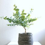 ●数量限定●新作●希少　ハートの葉　大株　”ユーカリ　アップルボックス（L）バスケット鉢カバーセット”　観葉植物　ハーブ　