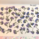 ♡new♡作家様必見♡ 人気の勿忘草がいっぱい♡ 押し花セット