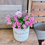 現品♡ビスタミニ【素敵な寄せ植え】スーパーチュニア♪♡ホワイト系ブリキ！ペチュニアガーデニング！ピンクスター