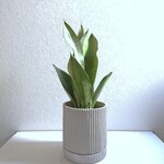 ●数量限定●空気浄化植物●　希少　”サンスベリア・ムーンシャイン　鉢/受け皿セット（セメント製）”　観葉植物　人気