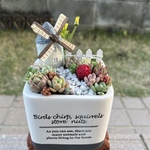 ★送料無料★♡そのまま飾れる♡陶器鉢♬ヨーロピアンガーデンの箱庭風多肉植物寄せ植え╰(*´︶`*)╯♡
