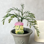 希少種のミモザ　アカシア♡テレサ♡矮性品種　小さいミモザ　鉢植え　植木鉢でも育てられるミモザです