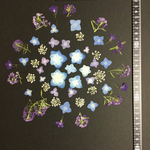 押し花  特別オーダー品   NO.262
