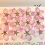 ♡new♡作家様必見♡ 人気のさくらがいっぱい♡ 押し花セット
