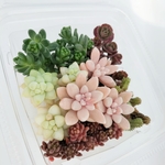 多肉植物　採りたてセダム パック②