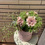 ジョウロのブリキにアンティークペチュニアの寄せ植え☆