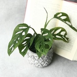 個性的な葉♡マドカズラ　人気の観葉植物　モンステラ属　ハンギング　苗