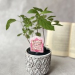 新品種♡紫陽花　アナベル♡ル・パルフェ♡苗　ソフトピンク　アンティークカラー