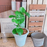 現品♡【ウンベラータ】可愛いハートリーフ♡人気観葉植物！ナチュラル陶器鉢♪