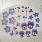 押し花素材141　ブルー系小花のセット　花材　ミックス
