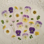 押し花素材145　小花のセット　花材　クリーム　パープル　白　黃　グリーン