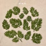 【押し花素材】リーフ　オルラヤ　