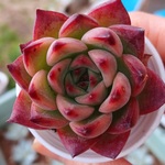多肉植物　カガリビ　美苗　2号ポットごと発送