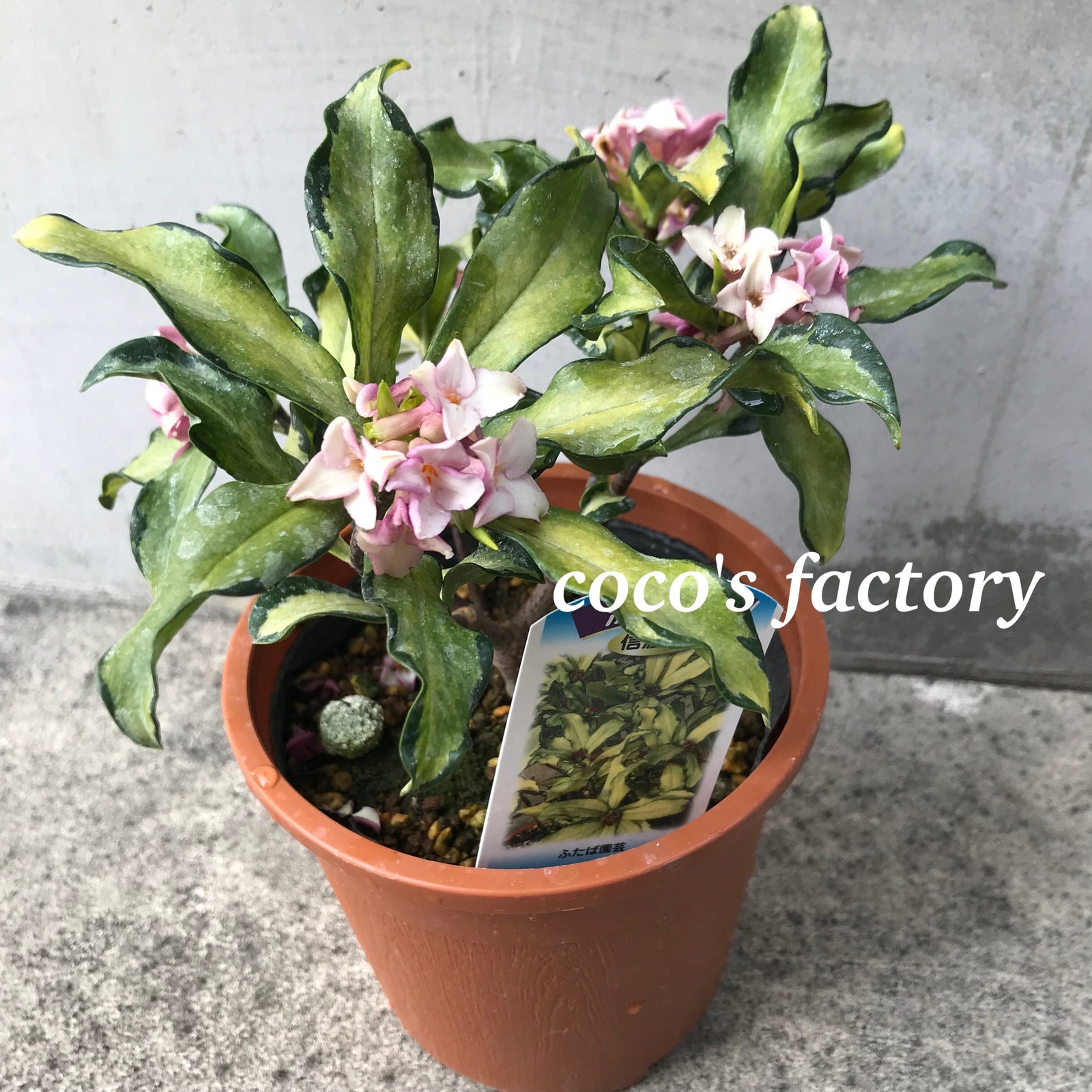 hiro様用　現物沈丁花苗2本：信濃錦5号 苗木 沈丁花 信濃錦 花 hiro様用 現物沈丁花苗2本 信濃錦5