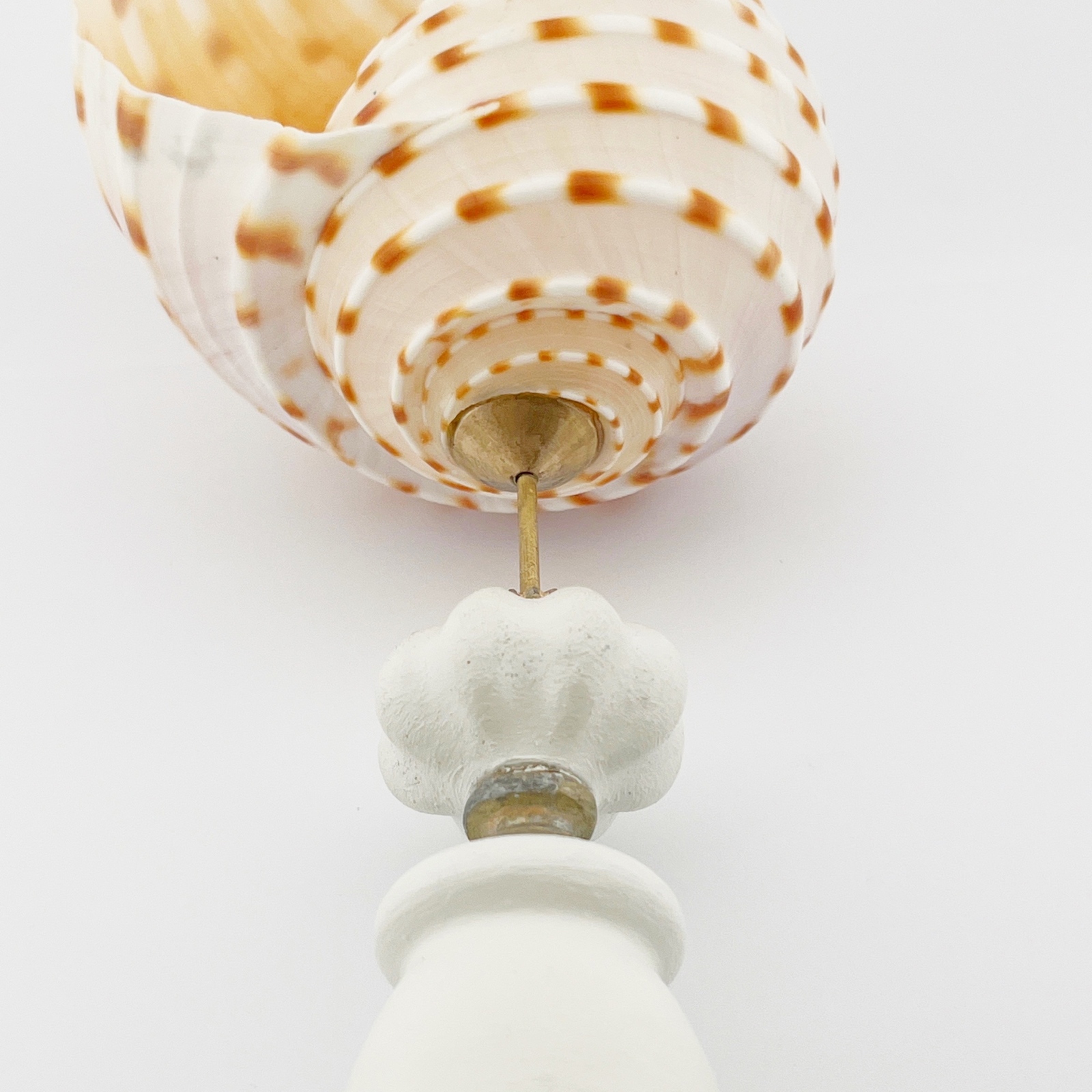 ウズラミヤシロガイ 標本 貝殻 サーフィン アート 貝 リゾート 自然癒し海