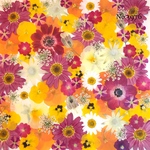 ♡new♡作家様必見♡押し花MIXセット♡押し花セット