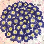 ♡new♡作家様必見♡ 人気のバーベナがいっぱい♡ 押し花セット
