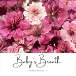 ★数量限定★かすみ草〈meow.ボルドー〉ドライフラワー （花材)　Baby's Breath