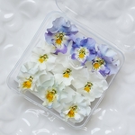 ☆ドライフラワー☆ビオラ　フリル　Blue　無着色　レジン　素材　宝石箱　花材　秋冬