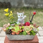 ★送料無料★♡そのまま飾れる♡ネコちゃんの多肉植物寄せ植え╰(*´︶`*)╯♡
