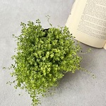 タイム　ハイランドクリーム♡小さな斑入り葉の這生タイム　カラーリーフ　ハーブ　苗