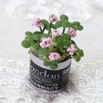 ミニチュアの花…「カトレアクローバー缶B」
