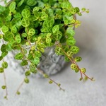 ペペロミア　タートル♡亀の甲羅みたいな可愛い観葉植物♡ハンギング　苗　室内