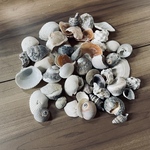 貝殻　海　素材　DIY アクセサリー　パーツ　シエル　巻貝