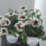 2POT✿ペチュニア カプチーノ‪✿アンティーク