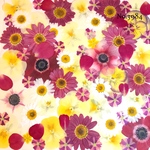 ♡new♡作家様必見♡押し花MIXセット♡押し花セット