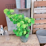 入荷しました！オオデマリ♡【毎年楽しめる素敵なお花ビバーナム】蕾たくさんグリーンのお花♡宿根草