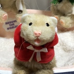 ベビーフェレットのニコちゃん