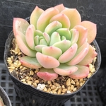 多肉植物　デントラチェム
