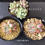 多肉植物　小苗　3品種　セット